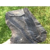 Asterocalamites sp.